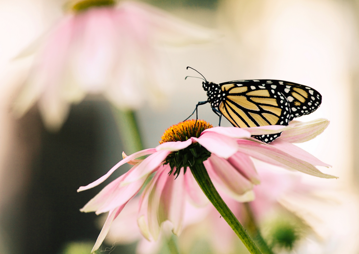 Schmetterling auf rosa Blume.